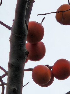 木守柿　　　出舞