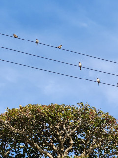 穏やかな年末　　　　出舞