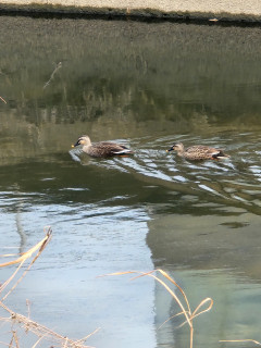 カルガモ観察　　　出舞