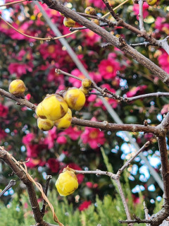 ロウバイ　蕾　　　出舞