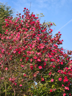 春よ来い　早く来い　　出舞