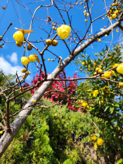 ロウバイ　　　出舞