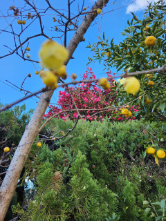 今日のロウバイ　　　出舞