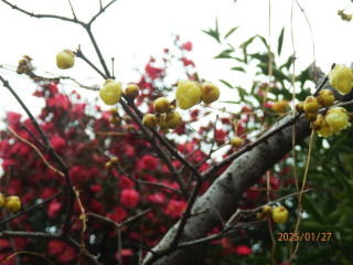 今日もロウバイ　　　出舞