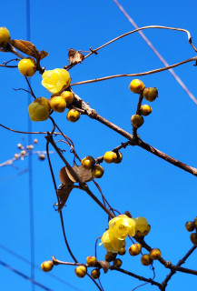 竜田川ぶらり　　出舞