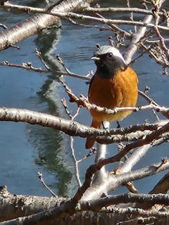 ジョウビタキ　　　出舞