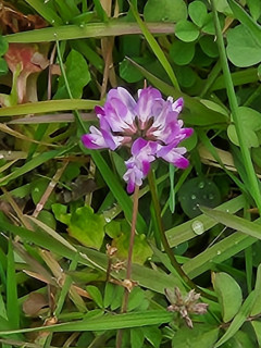 竜田川ぶらり　　　出舞