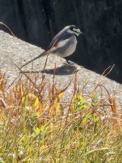 近所ぶらり　　　　出舞