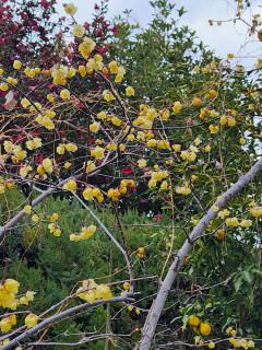 寒中散歩　　　出舞