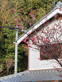 梅の花を探しに　　　出舞