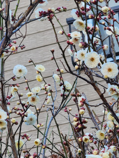 竜田川ぶらり歩き　　　　出舞