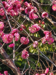 ネコヤナギ　　　　出舞