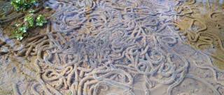 奇妙な生物現る　　　出舞