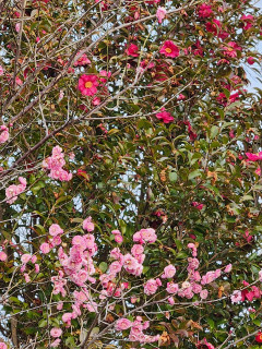 近所ぶらり　　　出舞