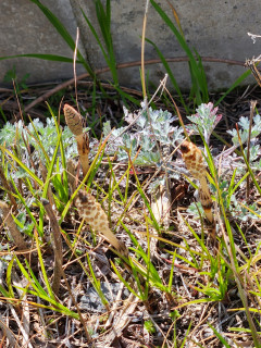 ツクシ見つけました。