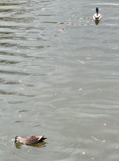 マガモ観察　　　　出舞