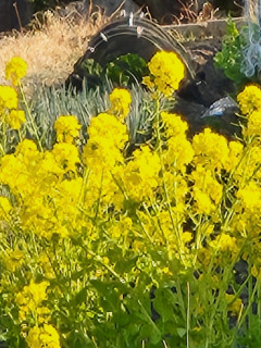 竜田川ブラリ　　　出舞