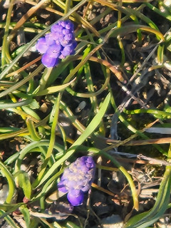 竜田川土手をぶらり　　　出舞