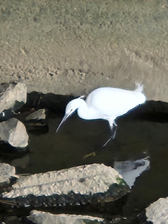 一気に春が　　　　出舞