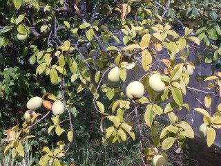 ボケと花梨（かりん）　　出舞