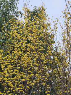 春告げ花を探して　　　　出舞