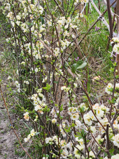 この花　木瓜（ボケ）かな　　　出舞