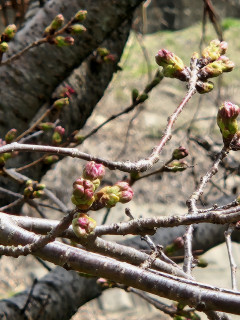 サクラ開花予報　　　出舞