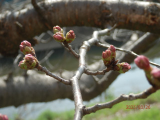 サクラ　マクロ撮影　　　　出舞