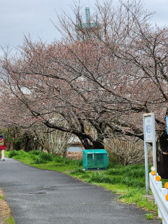 桜前線in生駒　　出舞
