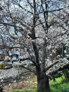 サクラ前線in生駒　3/29　　　出舞