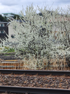 花冷え　　　出舞