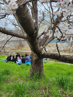 竜田川　花見　　　　出舞