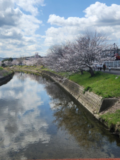 さくら満開　竜田川　　上地