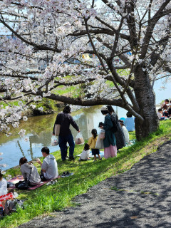竜田川　桜並木　　　出舞