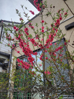 ハナモモ　　　　出舞