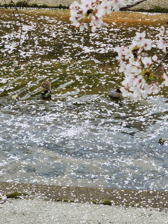花筏（はないかだ）　　　　出舞