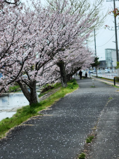 竜田川のサクラ　　　　出舞