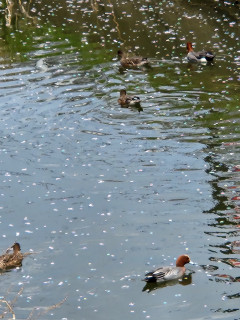 鳥曇り　　　出舞