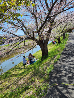 なごりの桜　　　　出舞