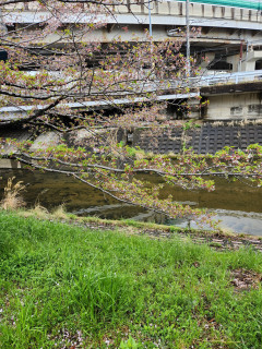 シバザクラ　　　出舞