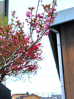 サクラの次は　　　出舞