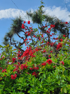 ボケにも色々　　出舞