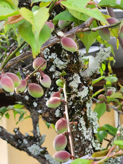 竜田川ぶらり　　　出舞
