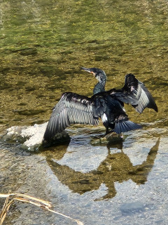 ポカポカ陽気　竜田川　　　出舞