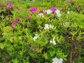 立てば芍薬、座れば牡丹　　　出舞