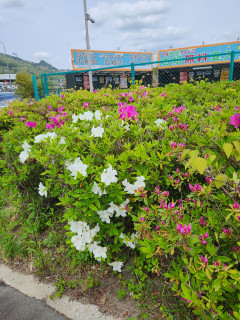 竜田川周辺ぶらり