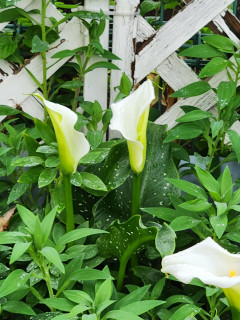 ミヤコワスレ　　　出舞