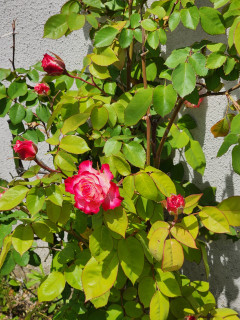 竜田川ブラブラ　　　出舞