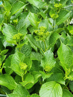 竜田川ブラブラ歩き　　　出舞