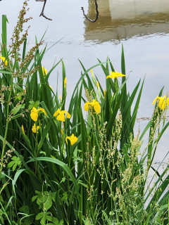 竜田川ブラブラ　　　出舞